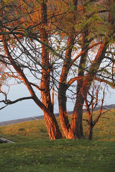 Walnut Tree, October 2014
